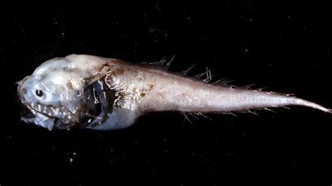 bony eared assfish|bony eared assfish facts.